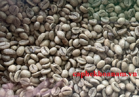 GIÁ CÀ PHÊ SỐNG LOẠI ROBUSTA NGÀY 05/08/2024: VẪN Ở MỨC CAO TRÊN 120.000 Đ/KG