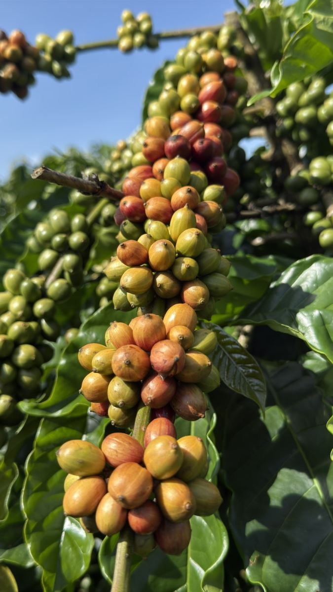 GIÁ CÀ PHÊ NHÂN LOẠI ROBUSTA NGÀY 12/09/2025