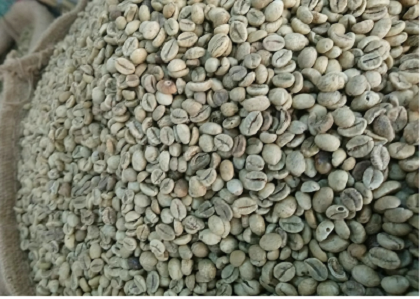 GIÁ CÀ PHÊ SỐNG LOẠI ROBUSTA NGÀY 12/08/2025