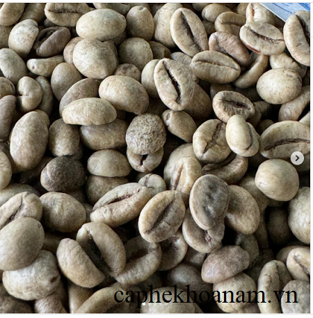 GIÁ CÀ PHÊ SỐNG LOẠI ROBUSTA NGÀY 09/09/2024 