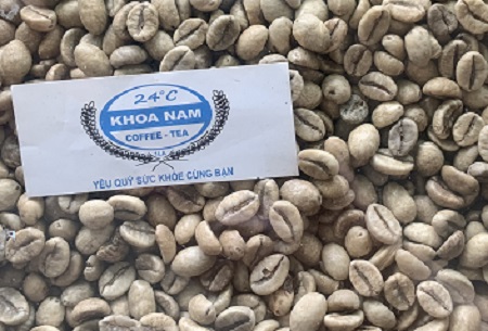 GIÁ CÀ PHÊ SỐNG LOẠI ROBUSTA NGÀY 07/10/2024: THU MUA CAO NHẤT 116.200 Đ/KG